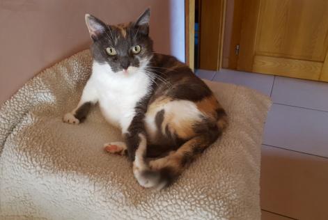 Vermisstmeldung Katze Weiblich , 8 jahre Saulxures-lès-Nancy Frankreich